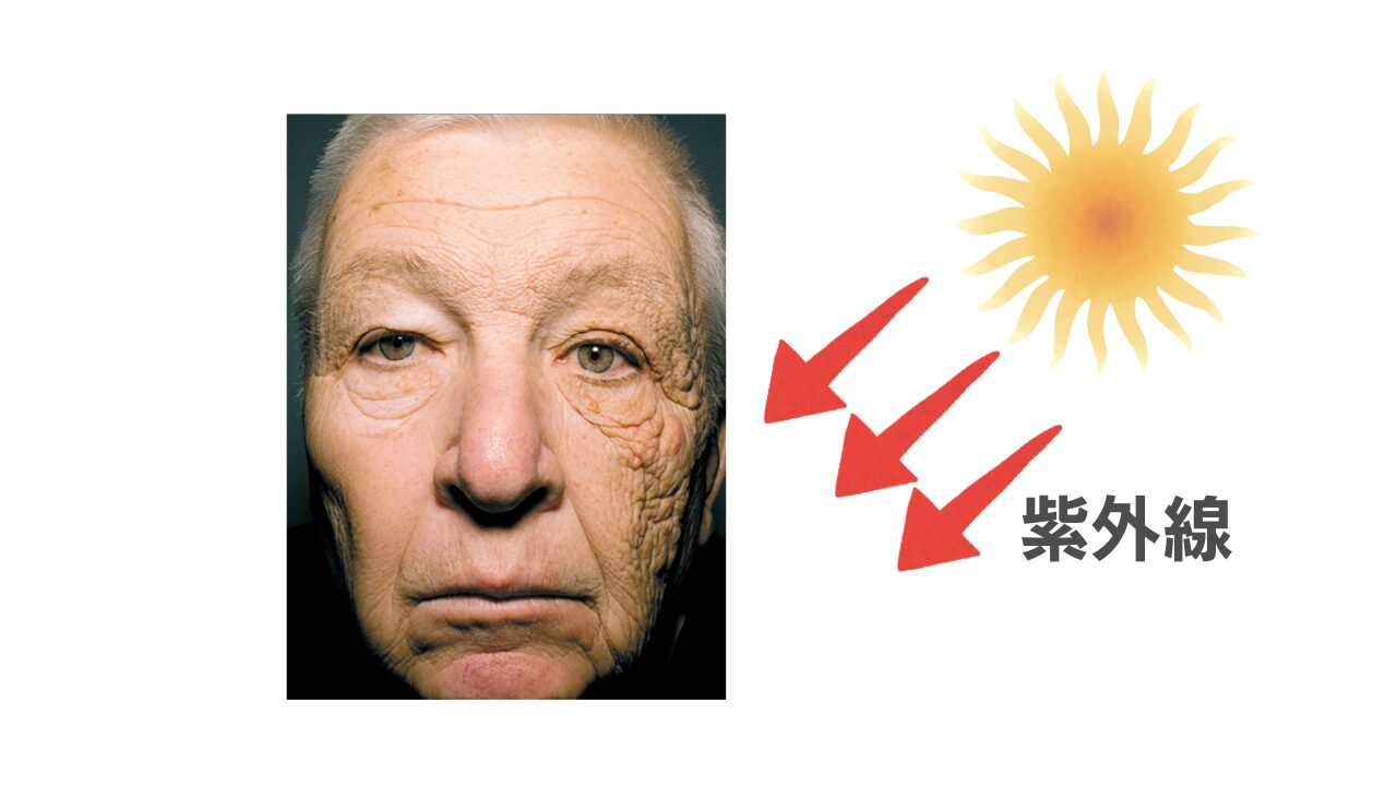 【美容薬剤師が美肌の常識を徹底解説】肌の老化の8割が光老化が原因「光老化」って何? | 薬剤師のぞみーるのキレイラボ